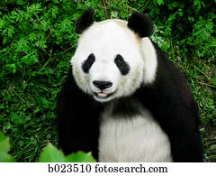urso panda