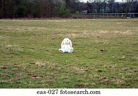 branca, coelho enchido, em, meio, de, um, campo