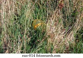 escondido, ovo páscoa, páscoa