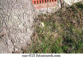 escondido, ovo páscoa, páscoa