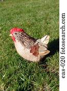galinha, ornamento, ligado, capim