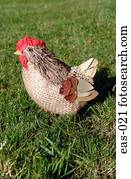 galinha, ornamento, ligado, capim
