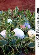 ovos páscoa, em, plantas