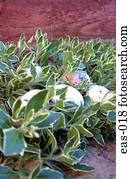ovos páscoa, em, plantas