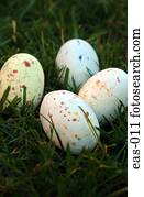 ovos páscoa, ligado, capim
