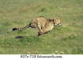 Cheetah Cheetah
