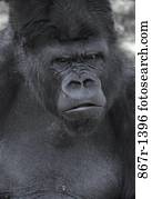 Gorilla Gorilla
