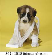 Hund, Welpe, gewickelt, Verband, Verletzung, traurig