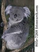 koala