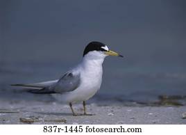 Least Tern