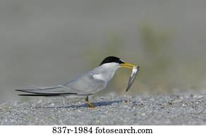 Least Tern