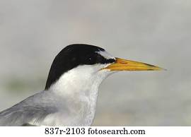 Least Tern