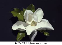 magnolia