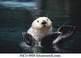 nutria de mar