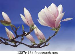 Magnolias Magnolias