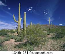 Organ Pipe Cactus National Monument, Arizona, USA Organ Pipe Cactus National Monument, Arizona, USA
