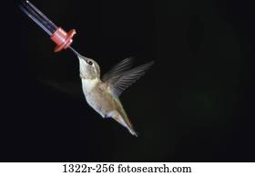 rufous, hummingbird
