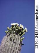Saguaro cactus