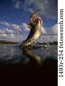 sky, fish, water, splash, sports, splashing, fishing sky, fish, water, splash, sports, splashing, fishing