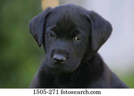 Front View Of Two Black Labrador Retriever Puppies Stock Image