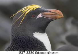 Close-up of a Macaroni penguin (Eudyptes chrysolophus)