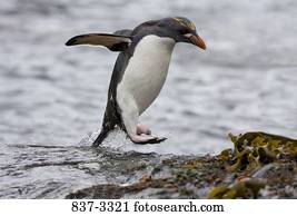 Macaroni penguin (Eudyptes chrysolophus) walking out of water