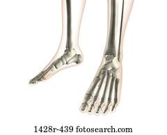 Podiatrist Stock Photos | Our Top 1000+ Podiatrist Images | Fotosearch