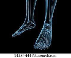 Side View X-Ray of female ankle and foot bones, muscles and ligaments