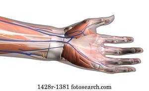 Three views of the female hand anatomy: skeletal, muscular, and skin