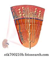 Cortical Radiate Arteries Stock Illustration | Our Top 3 Cortical