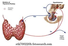 Anterior view of the trachea and overlying thyroid gland. Stock