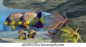 成人, 皇家, angelfish, 父母, 捍卫, 他们, young.