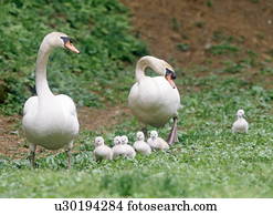 Swan Stock Photos and Images. 31,540 swan pictures and royalty free