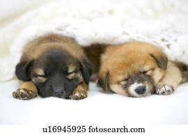 filhotes cachorro