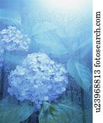 Hydrangeas, em, chuva