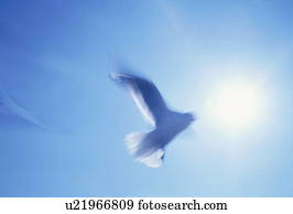 pomba, voando, em, luz solar