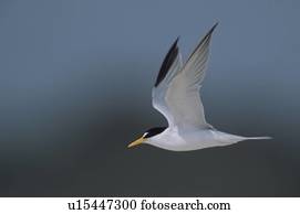 Least tern in flight