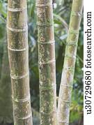 bamboo stocks