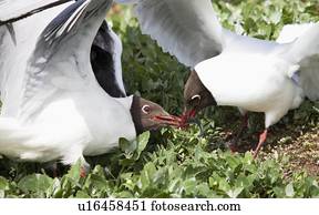arctic terns (sterna paradisaea) fighting over a fish stolen from a puffin; northumberland, england
