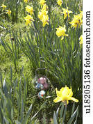 ovos páscoa, escondido, para, caça, em, narciso, campo