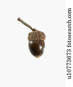 Eichel Nahaufnahme Stock Fotos und Bilder 1.850 eichel nahaufnahme