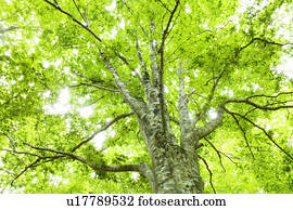 Beech Tree Single Object Low Angle View