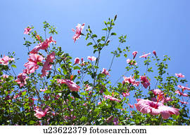 Hibiscus Flower Pink Tropical Climate Nature