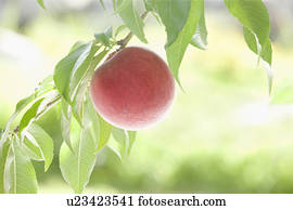 Peach Fruit Single Object Close-up