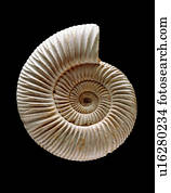 Ammonite