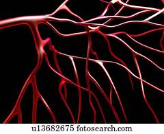 artérias, computador, artwork