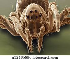 bebê, aranha, without