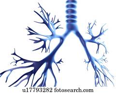 bronchial, árvore, computador, artwork