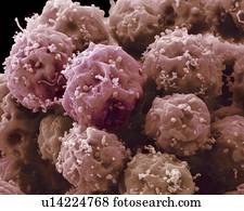 Embryonic stem cells, SEM