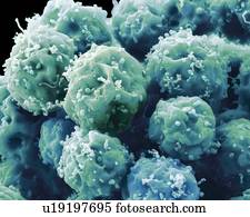 Embryonic stem cells, SEM